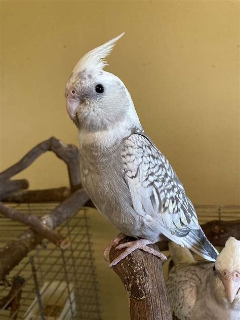 Whiteface Pearl Cockatiel