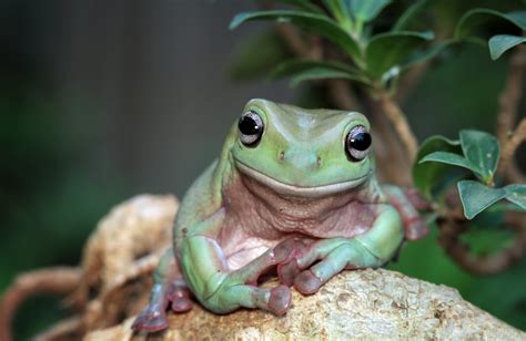Whites Tree Frog Care