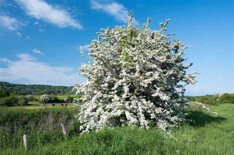 whitethorn