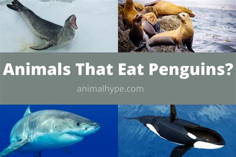 Who Eats Penguins