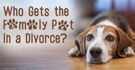who gets custody of dog in divorce