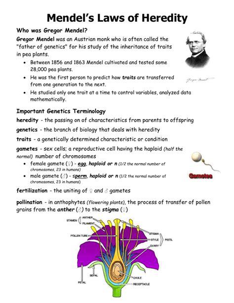 Who Is Gregor Mendel Worksheet Education Com Gregor Mendel Worksheet Answers - Gregor Mendel Worksheet Answers