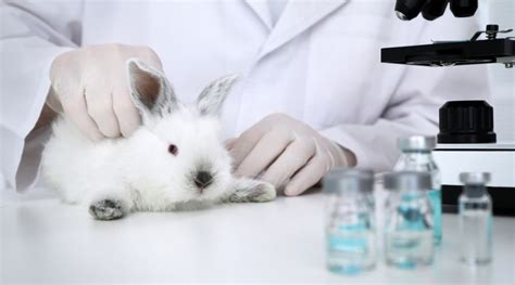 Why animal testing should be banned essay: Animal testing should be banned  Essay [ Words] GradeMiners