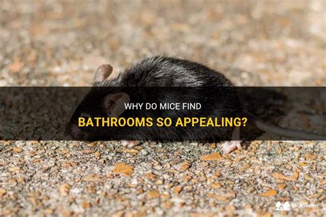 why do mice like bathrooms?