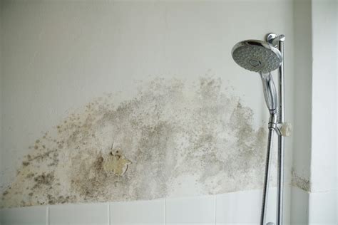 Why Does My Bathroom Smell Like Mold?