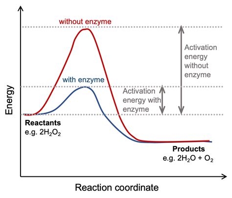 Why Activation Energy Is Not Affected By Temperature
