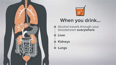 Why Alcohol Is So Dangerous For Young Adults Science And Kids - Science And Kids