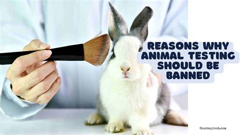 Why Animal Testing Should Be Banned
