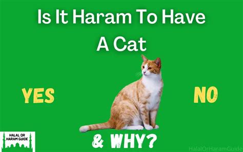 why are cats not haram