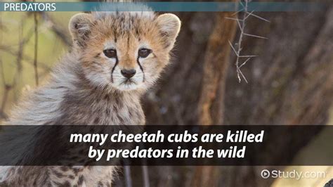Why Are Cheetahs Endangered