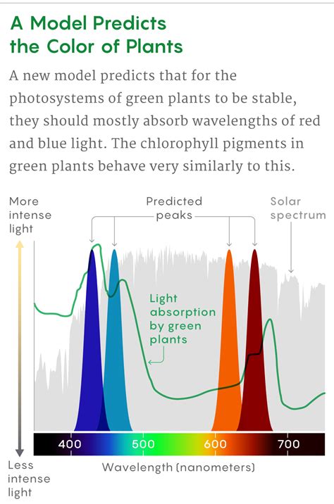 Why Are Plants Green