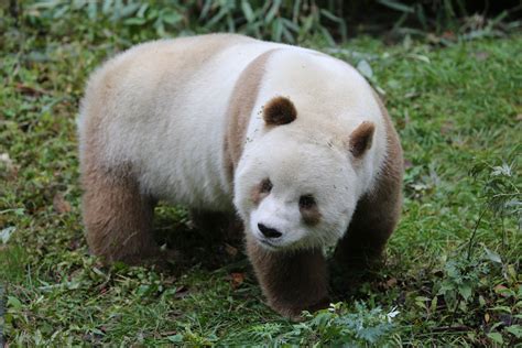 Why Are Some Pandas Brown Science Aaas Brown Science - Brown Science