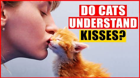 why cats give kisses to the human face