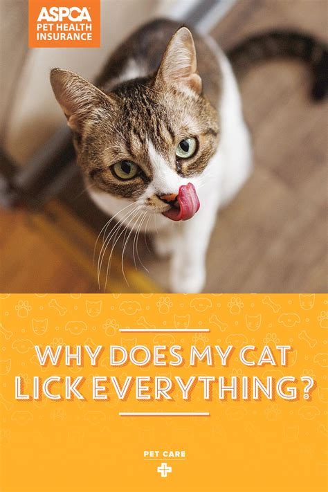 why cats lick skin