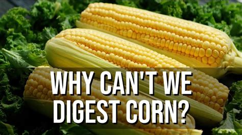 Why Corn Doesn't Digest
