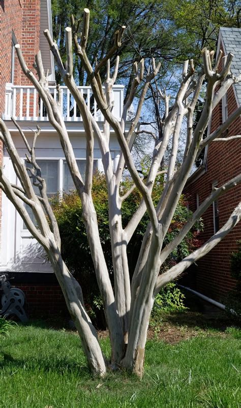 why crepe myrtle not blooming