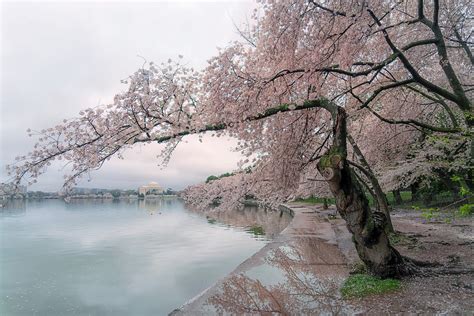 why did japan gift cherry trees
