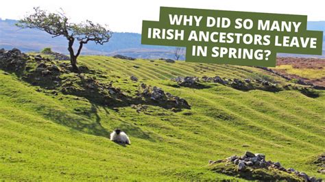 Why Did So Many Irish Immigrate To America