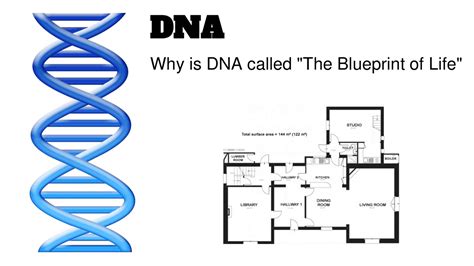 Why Dna Called Blueprint Of Life