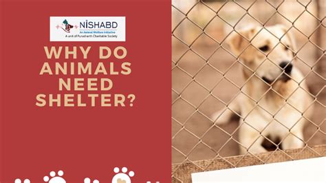 Why Do Animals Need Shelter Nishabd Animals And Their Shelter - Animals And Their Shelter