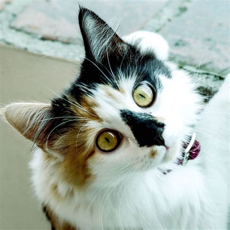 Why Do Calico Cats Have Three Colors 6 Calico Cat Coloring Pages - Calico Cat Coloring Pages
