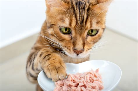Why Do Cats Love Tuna So Much Scientists Cats And Science - Cats And Science