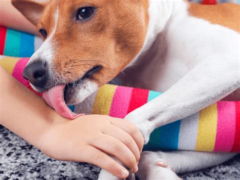 why do dog licks feel good every night