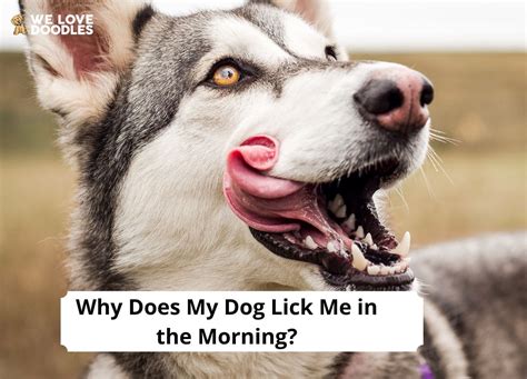 why do dog licks feel good everyday