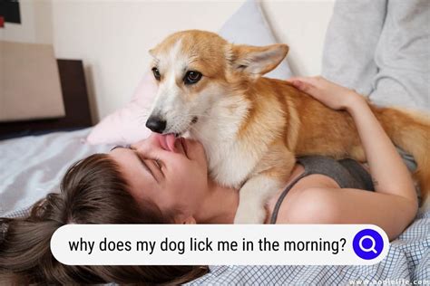 why do dog licks feel good likely