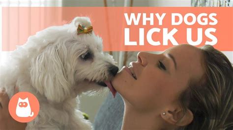 why do dog licks feel good videos youtube