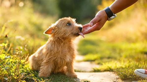 why do dog licks feel goodbye