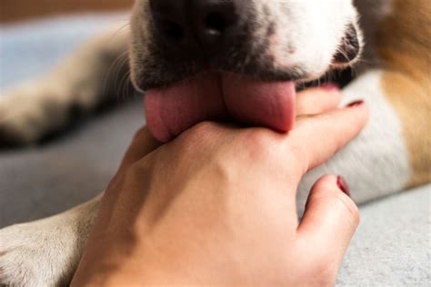 why do dog licks feel goodbye