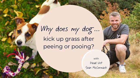 why do dogs kick their legs after peeing