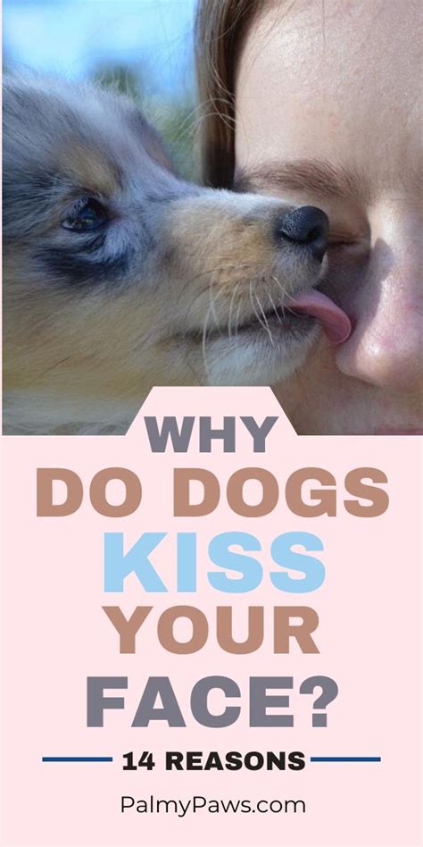 why do dogs kiss so much