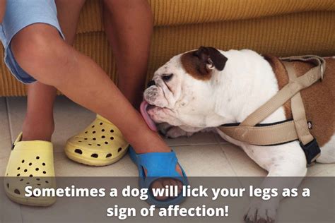 why do dogs lick your feet and legs