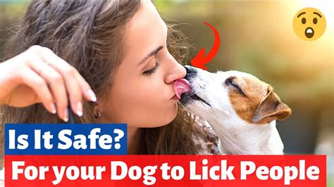why do dogs like to lick face