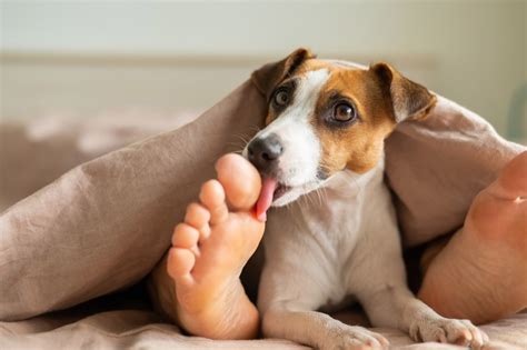 why do dogs like to lick human feet