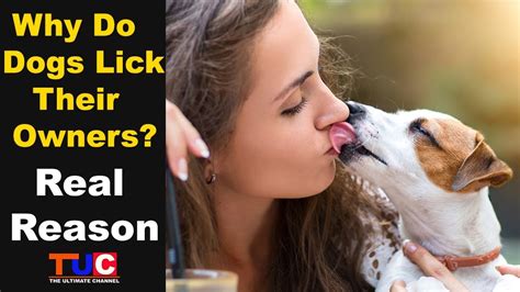 why do dogs like to lick their owners