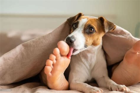 why do dogs randomly lick your feet