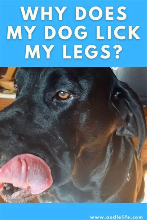 why do dogs randomly lick your leg