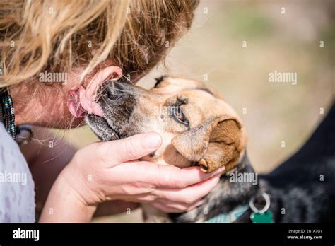 why do dogs try to lick your ears