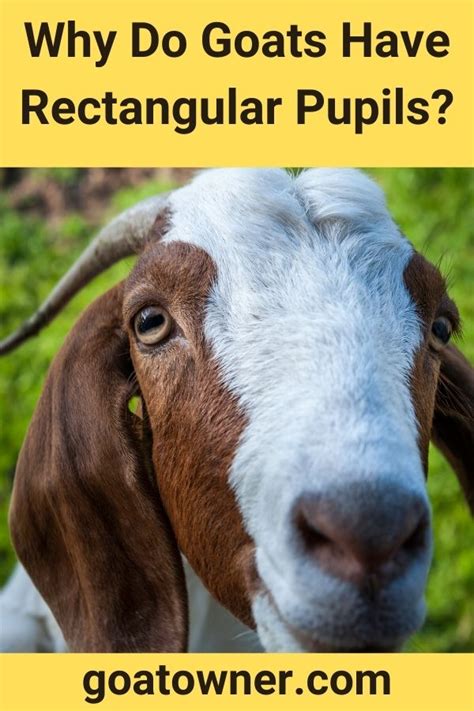 Why Do Goats Have Rectangular Pupils
