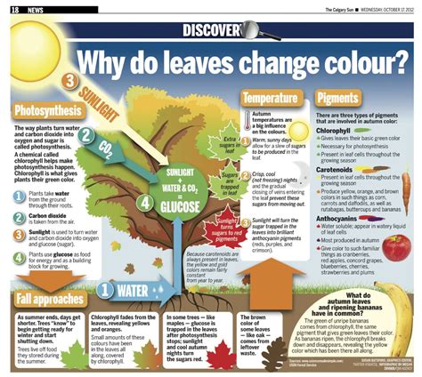 why do leaves change color lesson plan