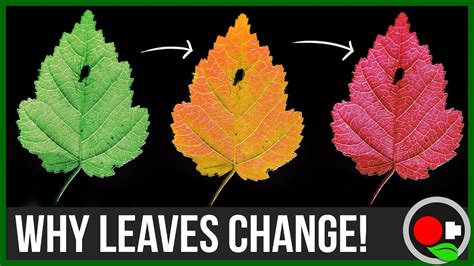 Why Do Leaves Change Color The Science Of The Science Of Fall - The Science Of Fall