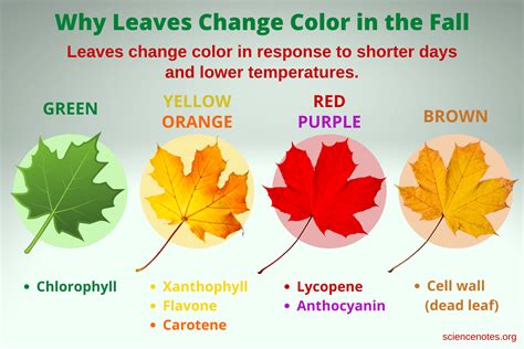 Why Do Leaves Change Colors A Science Experiment Nail Polish Science Experiments - Nail Polish Science Experiments