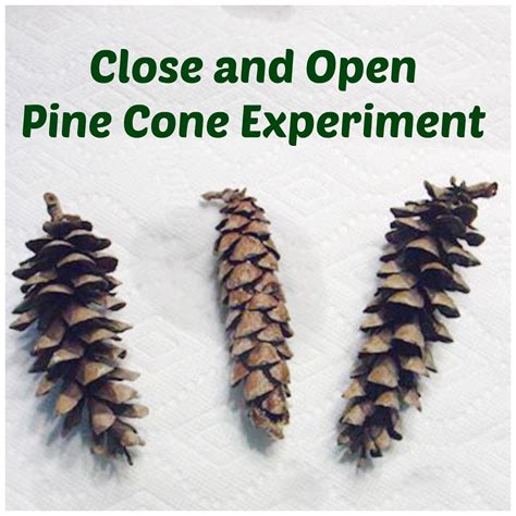 Why Do Pine Cones Open And Close Pine Cone Science Experiment - Pine Cone Science Experiment