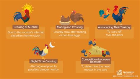 Why Do Roosters Crow
