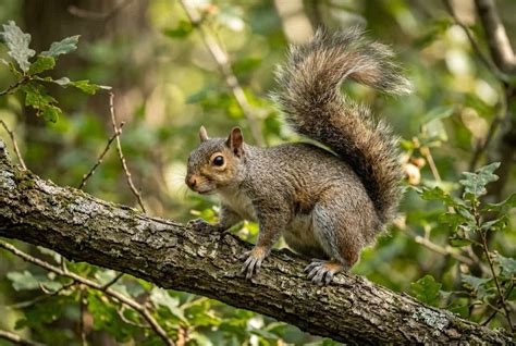 Why Do Squirrels Flick Their Tails