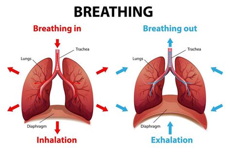Why Does Breathing Into A Bag Help