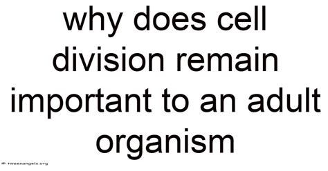 Why Does Cell Division Remain Important To An Adult Organism
